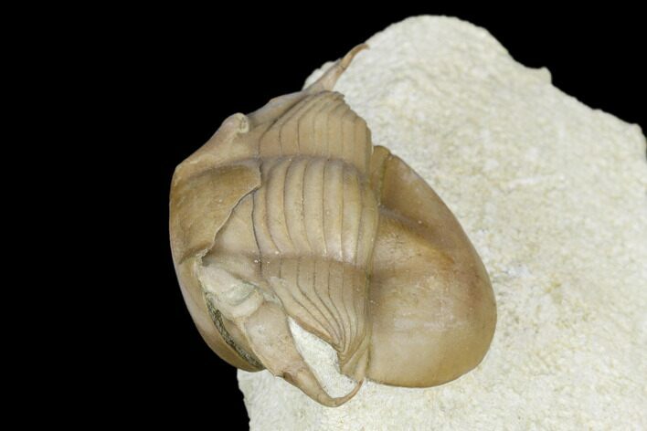 Illaenus Tauricornis Trilobite - Russia #178243